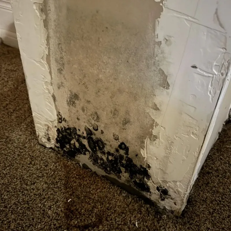 Professional Mold Removal in Jay, OK